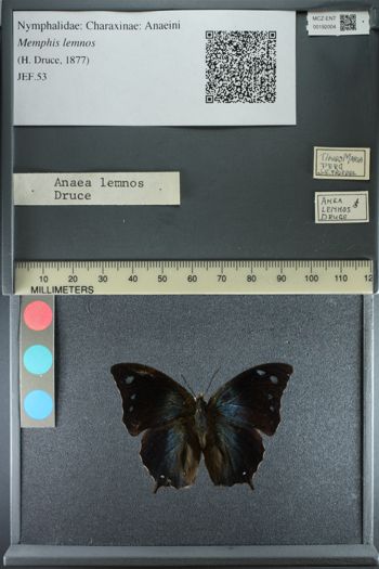 Media type: image;   Entomology 192004